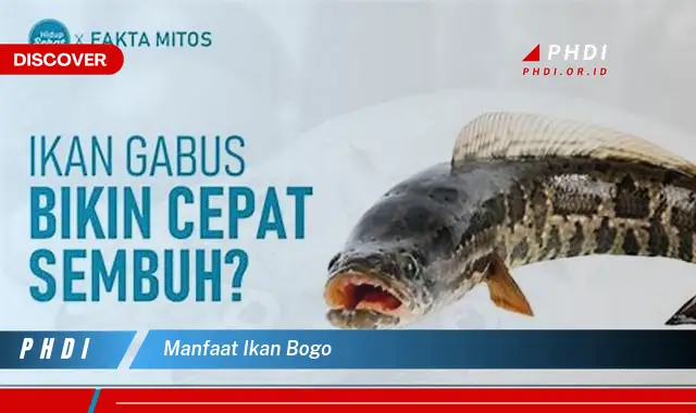 manfaat ikan bogo