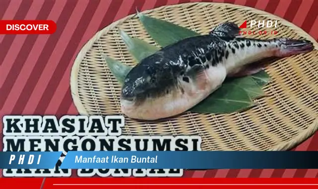 manfaat ikan buntal