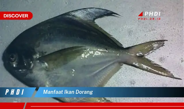 manfaat ikan dorang