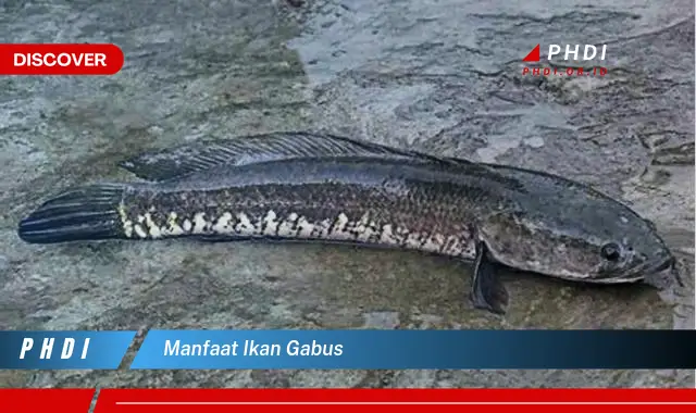 Temukan 7 Manfaat Ikan Gabus yang Jarang Diketahui, Bikin Kamu Penasaran!