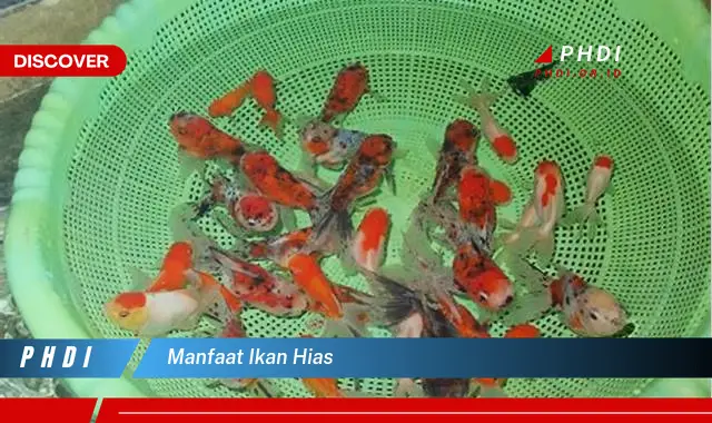 manfaat ikan hias