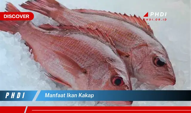 manfaat ikan kakap