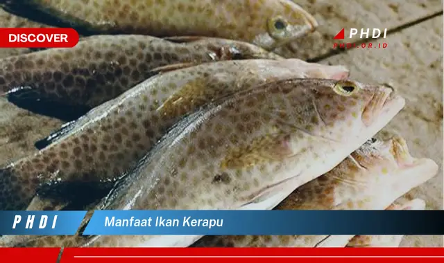 manfaat ikan kerapu