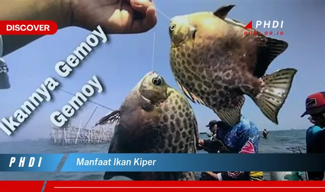 manfaat ikan kiper