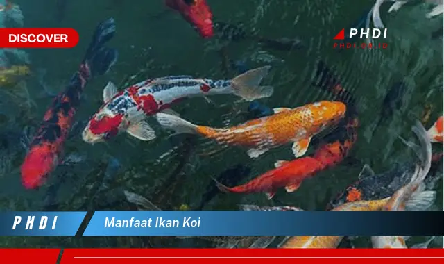 manfaat ikan koi