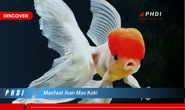 manfaat ikan mas koki