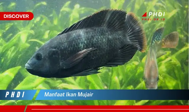 manfaat ikan mujair