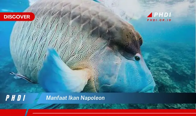 manfaat ikan napoleon