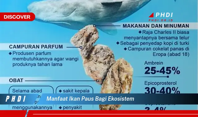 manfaat ikan paus bagi ekosistem