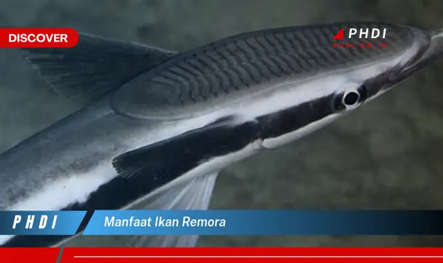 manfaat ikan remora