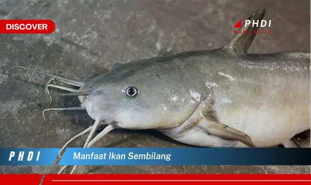 manfaat ikan sembilang