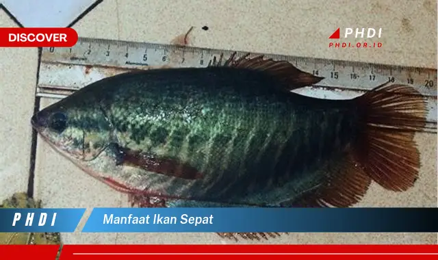 manfaat ikan sepat