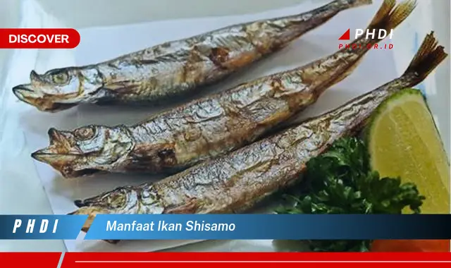 manfaat ikan shisamo