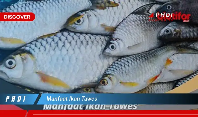 manfaat ikan tawes