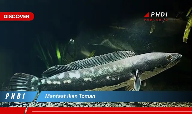 manfaat ikan toman