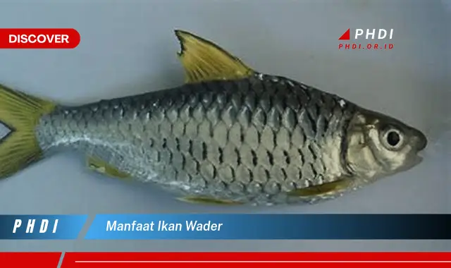 manfaat ikan wader