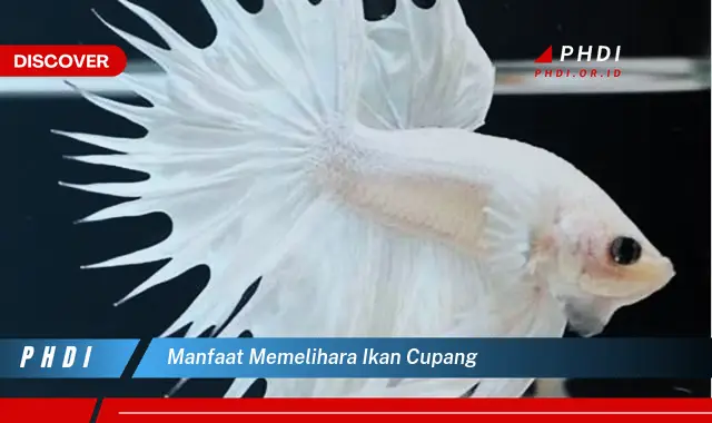 manfaat memelihara ikan cupang