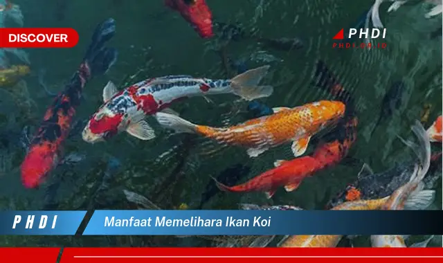 manfaat memelihara ikan koi