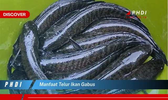 manfaat telur ikan gabus