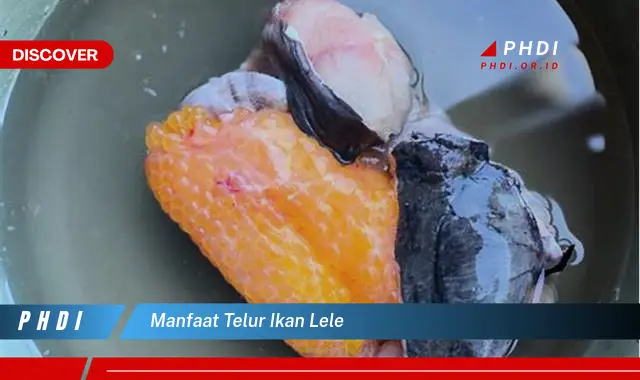 manfaat telur ikan lele