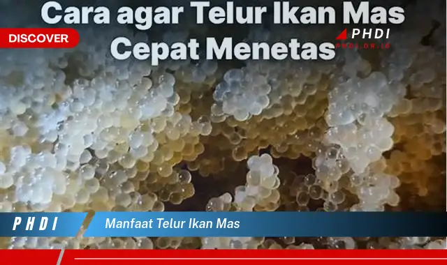 manfaat telur ikan mas