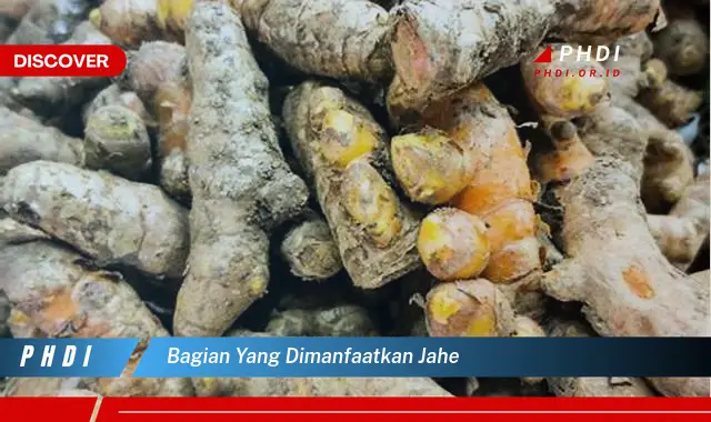 bagian yang dimanfaatkan jahe