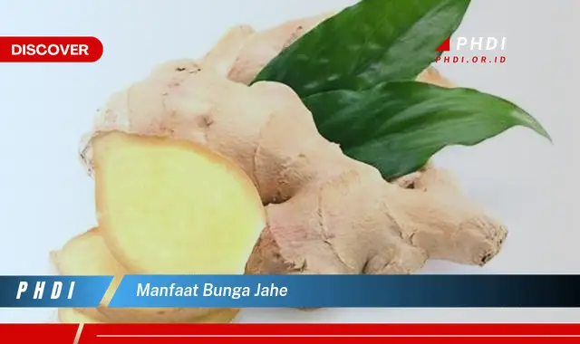 manfaat bunga jahe