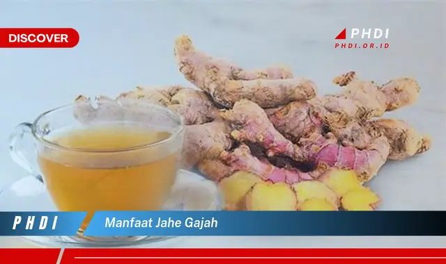 manfaat jahe gajah