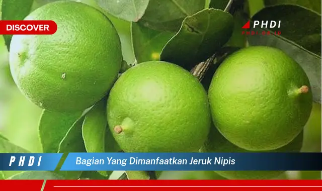 bagian yang dimanfaatkan jeruk nipis