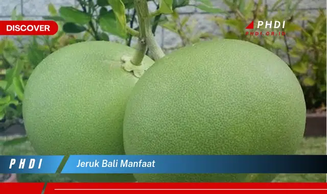 jeruk bali manfaat