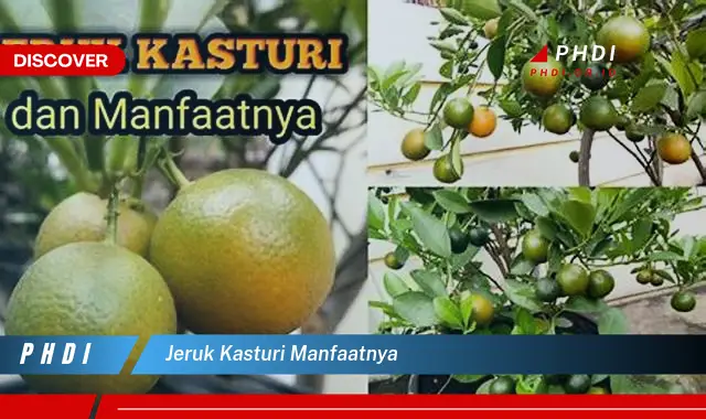 jeruk kasturi manfaatnya