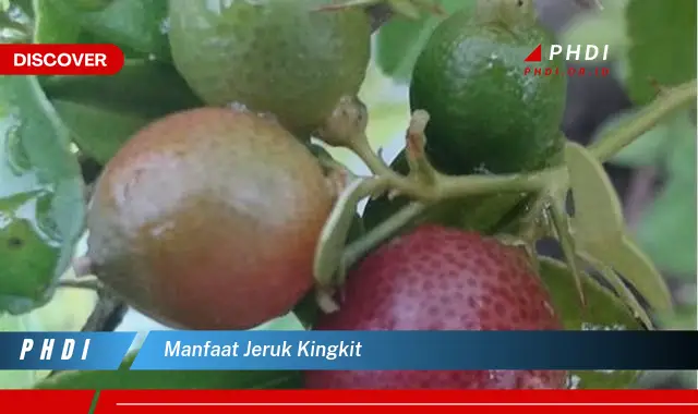 manfaat jeruk kingkit