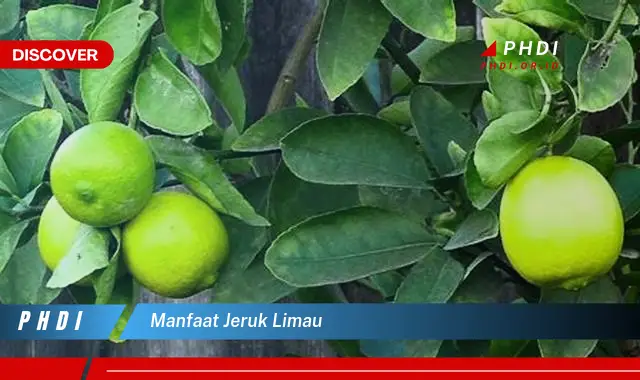 manfaat jeruk limau