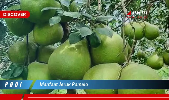 manfaat jeruk pamelo