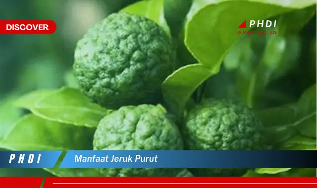 manfaat jeruk purut