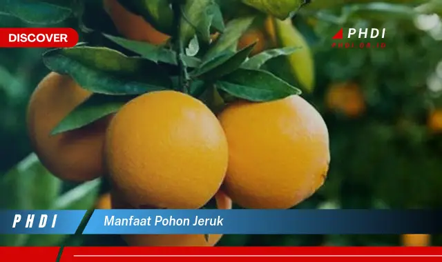 manfaat pohon jeruk