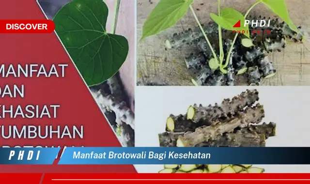 manfaat brotowali bagi kesehatan