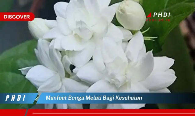 manfaat bunga melati bagi kesehatan