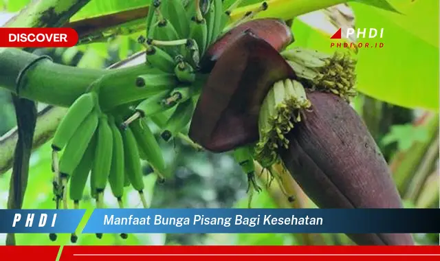 manfaat bunga pisang bagi kesehatan