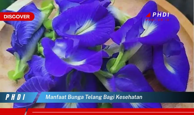 manfaat bunga telang bagi kesehatan