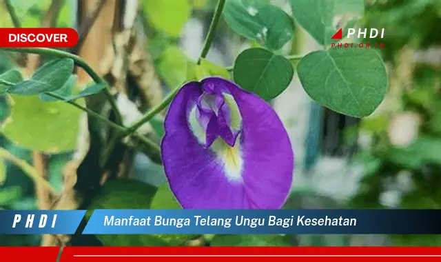 manfaat bunga telang ungu bagi kesehatan