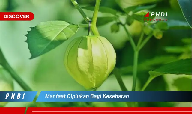 manfaat ciplukan bagi kesehatan