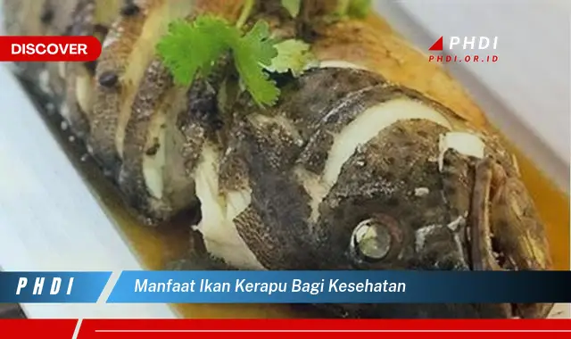 manfaat ikan kerapu bagi kesehatan