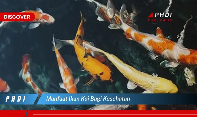 manfaat ikan koi bagi kesehatan