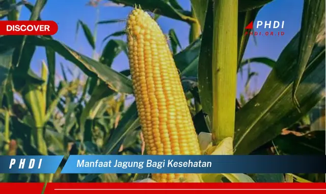 manfaat jagung bagi kesehatan