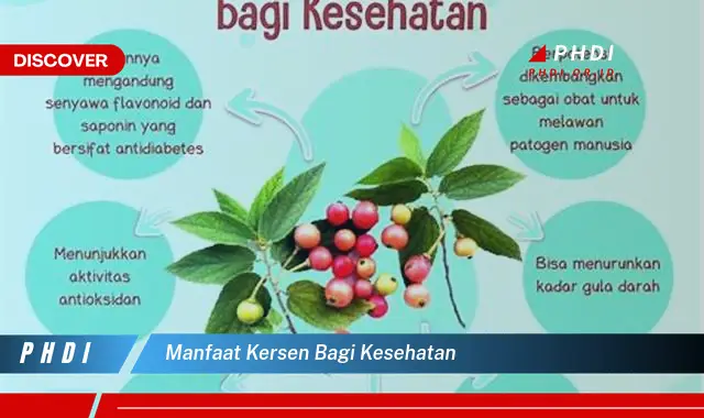 manfaat kersen bagi kesehatan