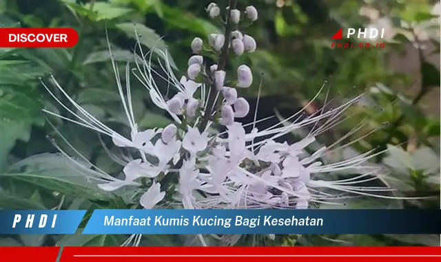 manfaat kumis kucing bagi kesehatan