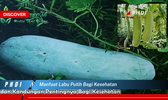 manfaat labu putih bagi kesehatan