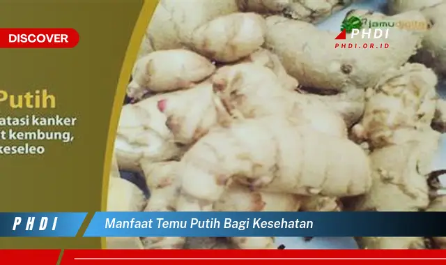 manfaat temu putih bagi kesehatan