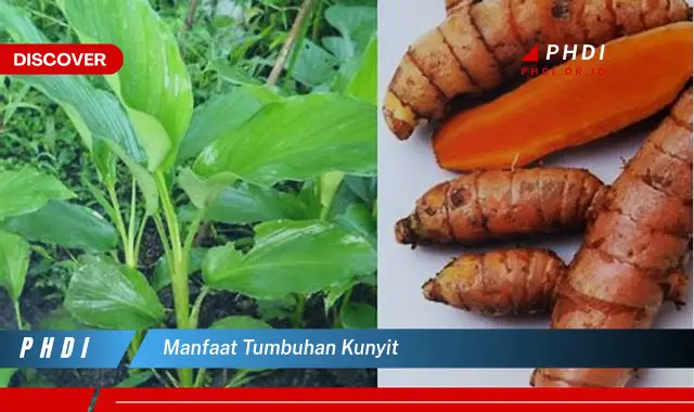 manfaat tumbuhan kunyit